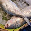Fish (মাছ)