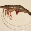 চিংড়ি (Prawn Fish)