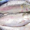 ইলিশ মাছ (Hilsa Fish)