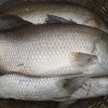 ভেটকি/কোরাল মাছ