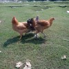 দেশি হাঁস, মুরগী ও কবুতর