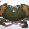 কাঁকড়া (Crab)