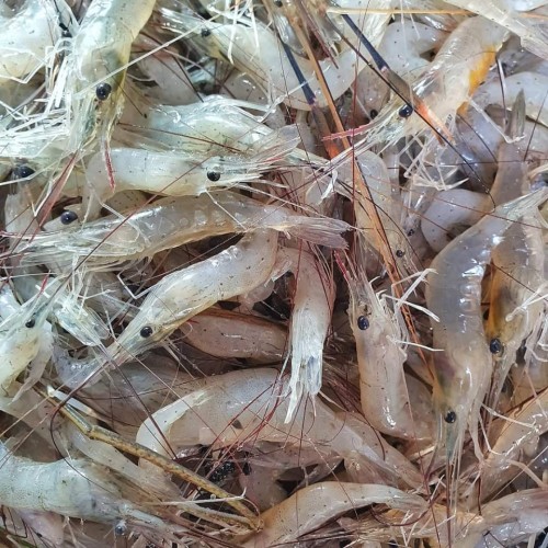 নদীর ফ্রেশ ও সুস্বাদু সবজি চিংড়ি (Sabji Prawn) কেজি