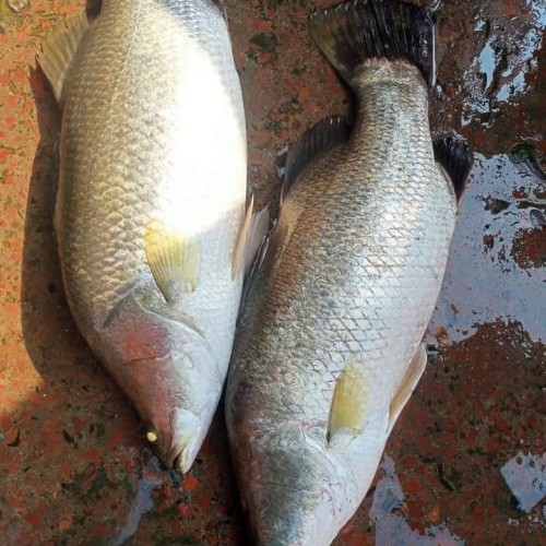 খুলনা ও সাতক্ষীরা নদীর/ঘেরের সুস্বাদু ও তাজা ভেটকি/কোরাল মাছ (Bhetki/Coral Fish) কেজি