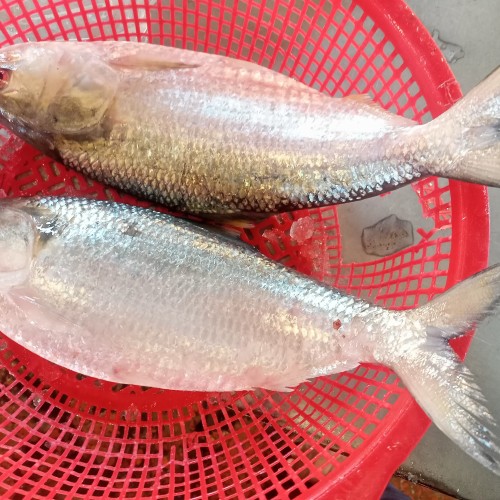 বিষখালী/পায়রা/পদ্মা নদীর (চাঁদপুর) তাজা রূপালী ইলিশ মাছ (Hilsa Fish) কেজি