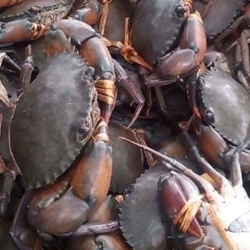 সুন্দরবনের মাড কাঁকড়া  (Sundarbans Mud Crab) কেজি