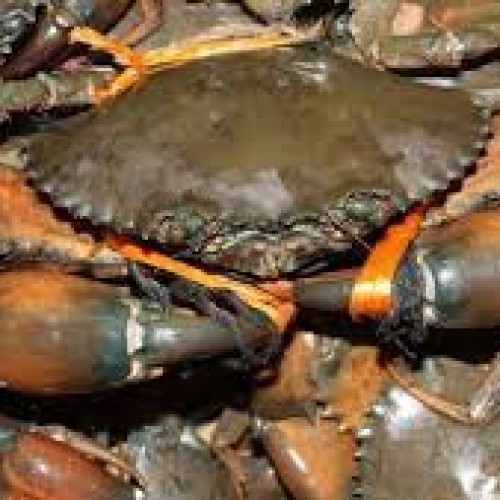 সুন্দরবনের মাড কাঁকড়া  (Sundarbans Mud Crab) কেজি