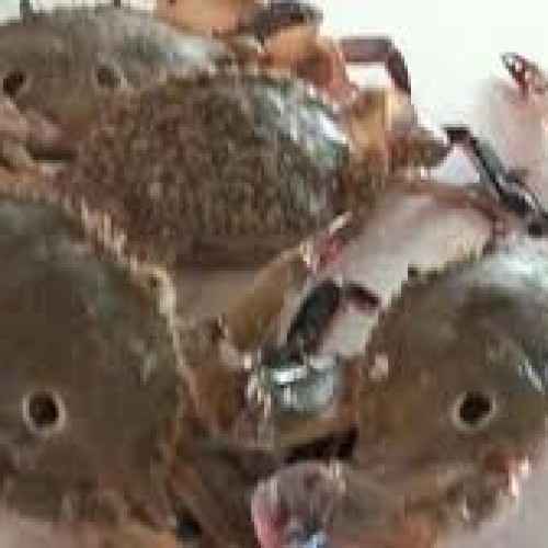সামুদ্রিক কাঁকড়া (Sea Crab) কেজি