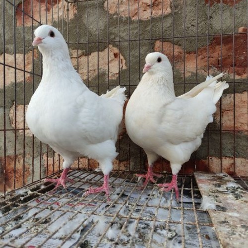 কবুতর (Deshi Pigeon) কেজি