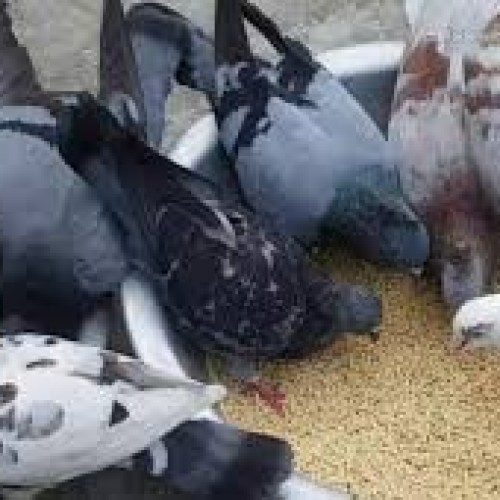 কবুতর (Deshi Pigeon) কেজি