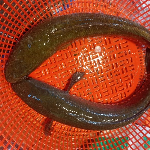 নদী/বিলের ফ্রেশ শোল মাছ (Shol Fish) কেজি