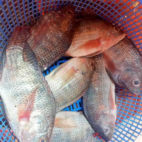 নদী/ঘেরের তেলাপিয়া মাছ (Tilapia Fish) কেজি