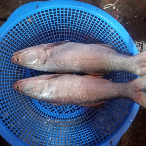নদীর ফ্রেশ তারেল/লাক্ষা (River Tarel Fish) মাছ কেজি