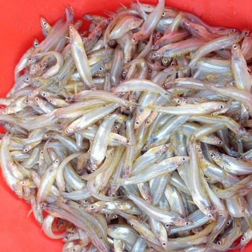 নদীর বাতাসী মাছ (River Batasi Fish) কেজি