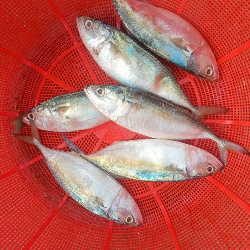 সামুদ্রিক ফ্রেশ সুরমা মাছ (Sea Surma Fish) কেজি