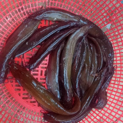বিলের দেশি তাজা শিং মাছ (Beel Shing Fish) কেজি