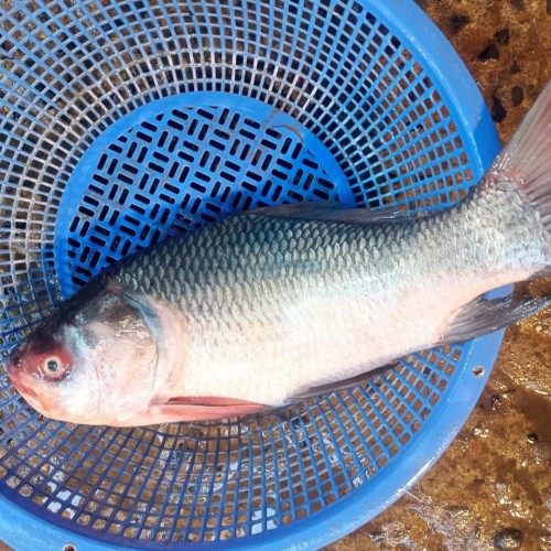 ফ্রেশ কাতলা মাছ (Fresh Katla Fish) কেজি