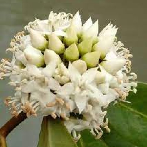 সুন্দরবনের খলিশা ফুলের মধু (Sundarbans Khulisha Honey)
