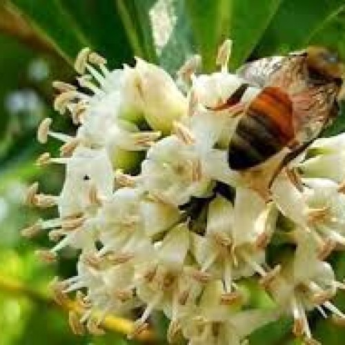 সুন্দরবনের খলিশা ফুলের মধু (Sundarbans Khulisha Honey)