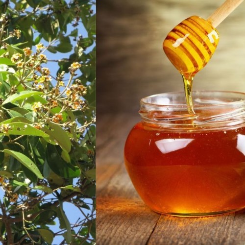 সুন্দরবনের বুনো মধু (Sundarban Wild Honey/Sundarban Mixed Honey/Sundarban Buno Honey)
