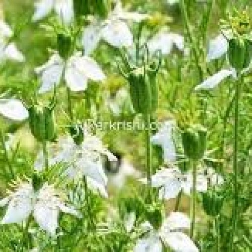 কালোজিরা ফুলের মধু (Kalojira Honey/Black Seed Flower Honey)