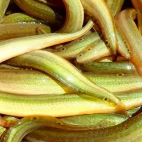 সুস্বাদু তারা বাইন মাছ (River Tara Bain Fish) কেজি