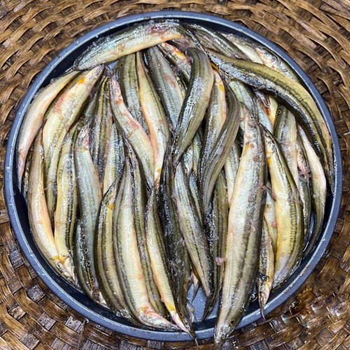 সুস্বাদু তারা বাইন মাছ (River Tara Bain Fish) কেজি