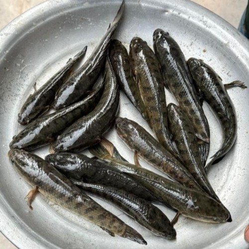 নদী/বিলের ফ্রেশ টাকি মাছ (Fresh Taki Fish)