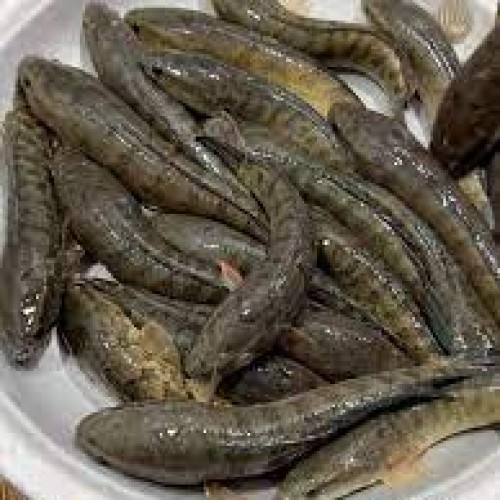 নদী/বিলের ফ্রেশ টাকি মাছ (Fresh Taki Fish)