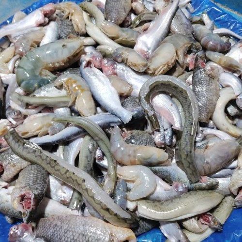 ফ্রেশ পাঁচমিশালি মাছ (Fresh Pachmishali Fish/Fresh Mixed Fish) কেজি