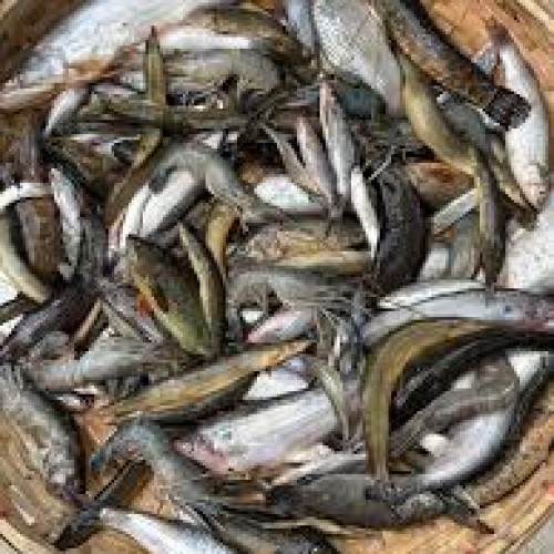 ফ্রেশ পাঁচমিশালি মাছ (Fresh Pachmishali Fish/Fresh Mixed Fish) কেজি