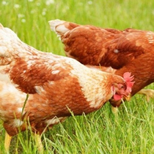 সোনালী মুরগী (Sonali Chicken/Sonali Murghi) কেজি