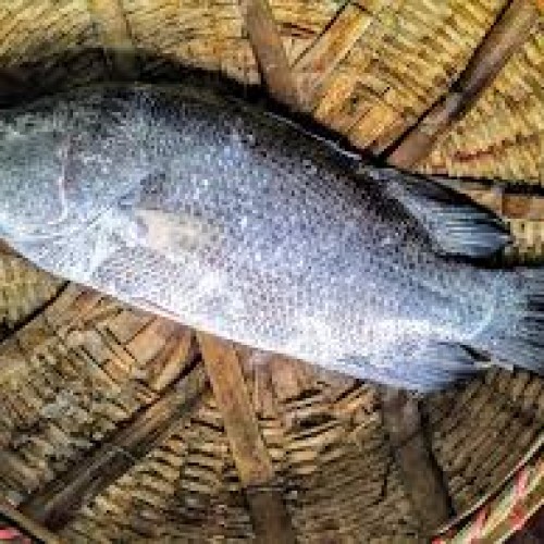 সামুদ্রিক কৈ কোরাল মাছ (Koi Coral Fish) কেজি