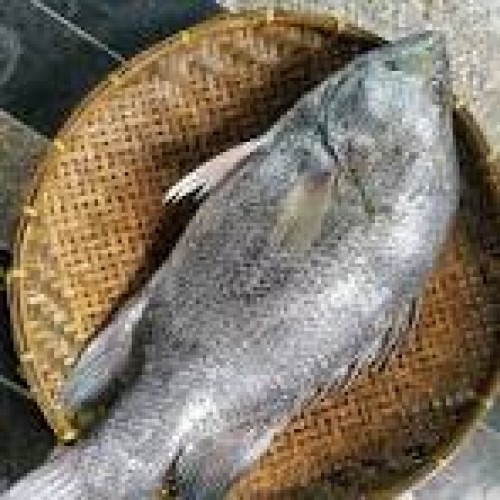সামুদ্রিক কৈ কোরাল মাছ (Koi Coral Fish) কেজি