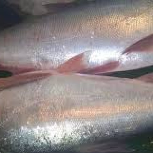 সিলভার কার্প মাছ (Silver Carp Fish) কেজি