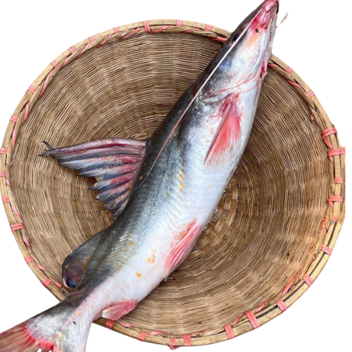 দেশি নদীর আইড় মাছ/Deshi River Ayer Fish