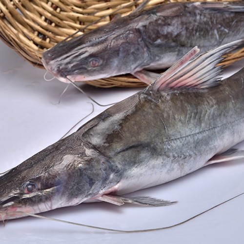 দেশি নদীর আইড় মাছ/Deshi River Ayer Fish