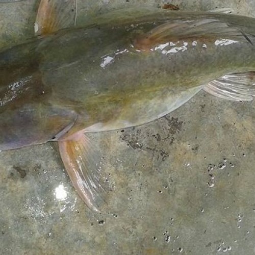 দেশি নদীর আইড় মাছ/Deshi River Ayer Fish