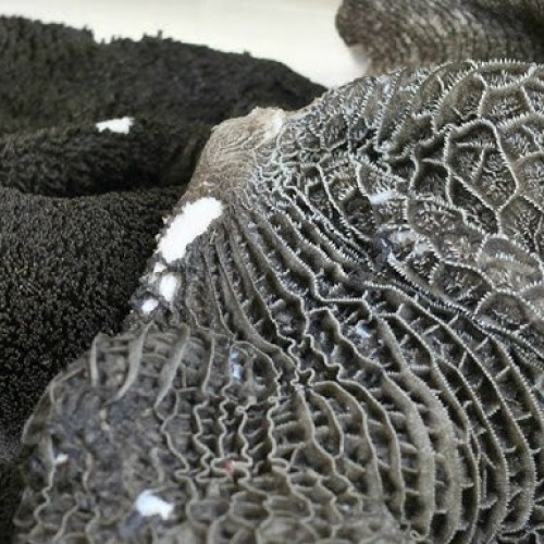 Gorur Vuri/গরুর ভুঁড়ি