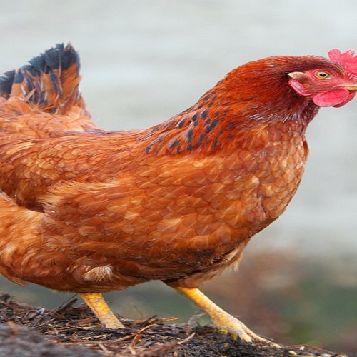 সোনালী মুরগী অজিনাল  (Sonali Chicken/Sonali l Murgi Orgina ) কেজি