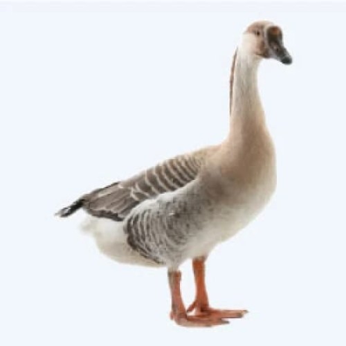 Rajhas/রাজহাঁস (৪-৫কেজি পিসে)