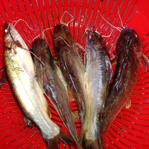 New  টেংরা মাছ মাঝারি (Tengra Fish) কেজি
