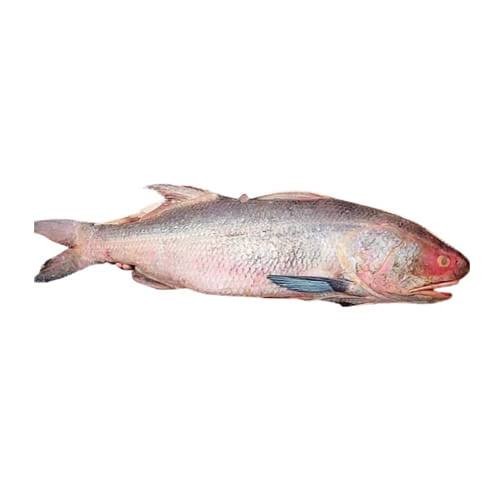 লাক্ষা-মাছ-Lakha-Fish ১-২ কেজি
