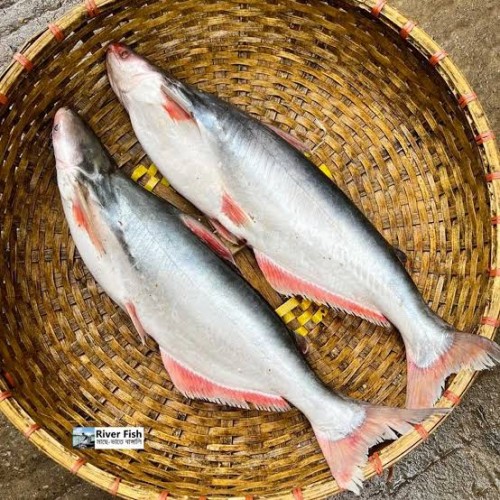 New নদীর পাঙ্গাশ মাছ / River Pangash Fish ৪-৫ কেজি