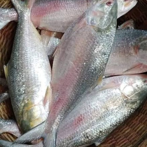 ইলিশ মাছ  / Hilsha Fish ৩০০- ৪০০ গ্রাম পিস