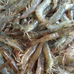দক্ষিণ অঞ্চলের নদী/ঘেরের সুস্বাদু হরিণা চিংড়ি ( Harina Prawn) কেজি