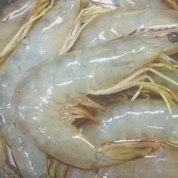 দক্ষিণ অঞ্চলের নদী/ঘেরের তাজা ও সুস্বাদু চাকা চিংড়ি (Chaka Prawn) কেজি