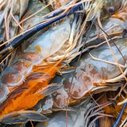 খুলনা ও সাতক্ষীরার তাজা খগদা চিংড়ি/ডিম ওয়ালা চিংড়ি (Khagda Prawn) কেজি