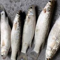 নদী/ঘেরের সুস্বাদু ও ফ্রেশ পারশে মাছ (Parse Fish) কেজি