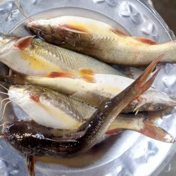 সাতক্ষীরা/খুলনা বা লোনা পানির সুস্বাদু ও টাটকা টেংরা মাছ (Tengra Fish) কেজি